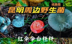 什么地方容易长野生菌？禄丰单身