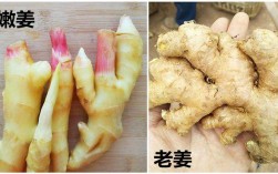 生姜角是生姜吗？生姜与防风区别？