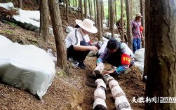 红托竹荪菌棒栽培技术？黔西县单身