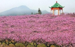 越峰山景区怎么样？凤凰山桃花开放时间？