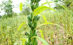 湖北哪里种植芝麻？湖北黄石单身人