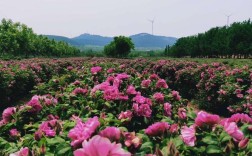 平阴玫瑰最佳赏花时间？平阴单身