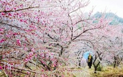 临海梅花最佳赏花期？台州临海单身男群