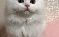 为什么很多女生喜欢猫？全白长毛猫是什么猫？