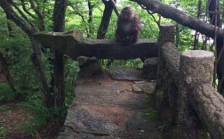 黄山市桃源村有姓庄的？黄山野生猴谷景区要门票吗？