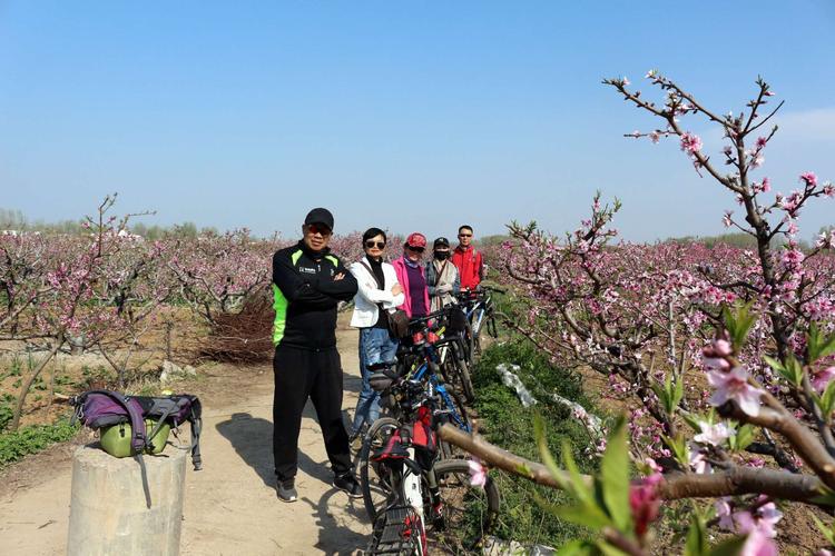 2014漯河龙城桃花节的时间是哪一天？一年旅游七八趟什么电影？-图2