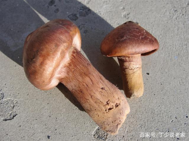 红松蘑介绍？碗耳和秋耳的区别？-图3