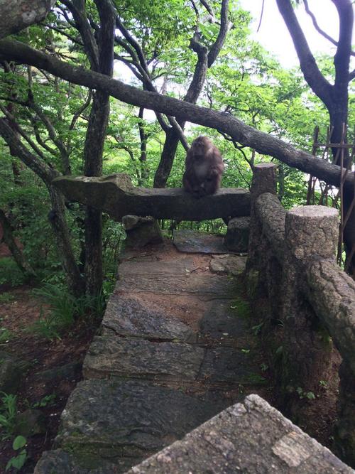 黄山市桃源村有姓庄的？黄山野生猴谷景区要门票吗？-图1