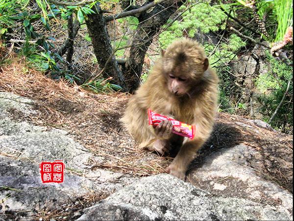 黄山市桃源村有姓庄的？黄山野生猴谷景区要门票吗？-图3