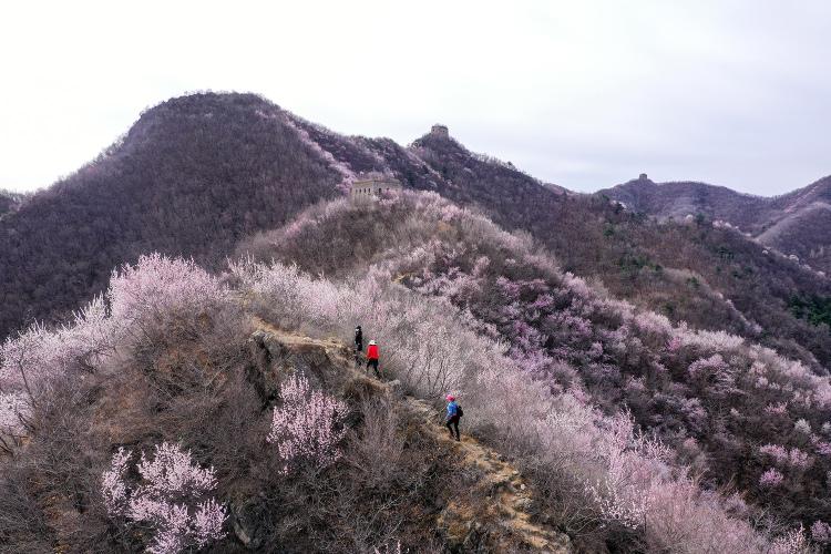 榆木岭长城桃花盛开时间？怀柔单身社区-图2