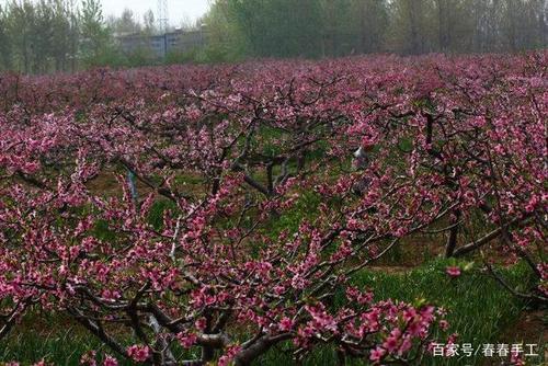 2014漯河龙城桃花节的时间是哪一天？杜国豪是谁？-图2