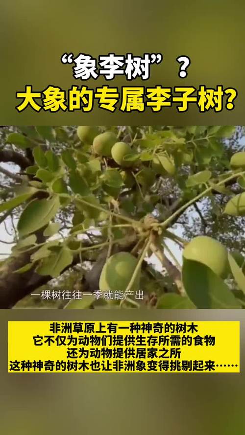 李树是什么树？大丰男单身-图2