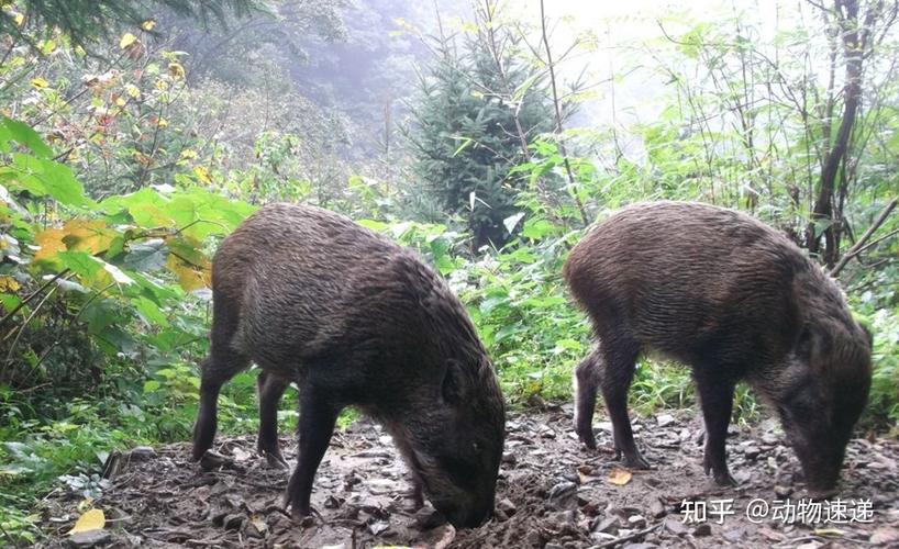 河南野猪最多的地方？葡萄公约是干什么的？-图2