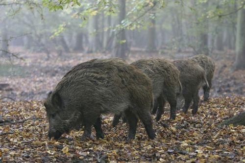 河南野猪最多的地方？葡萄公约是干什么的？-图3