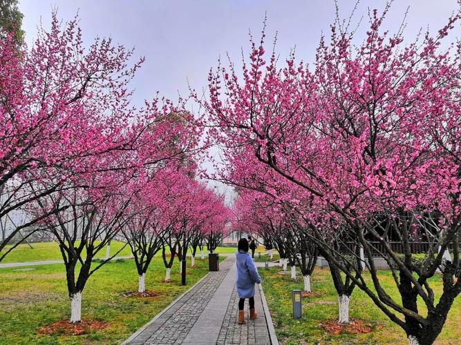 请成为我的家人女主是谁？临海梅花最佳赏花期？-图1