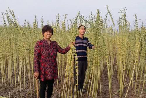 荆门婚检的流程？湖北哪里种植芝麻？-图1