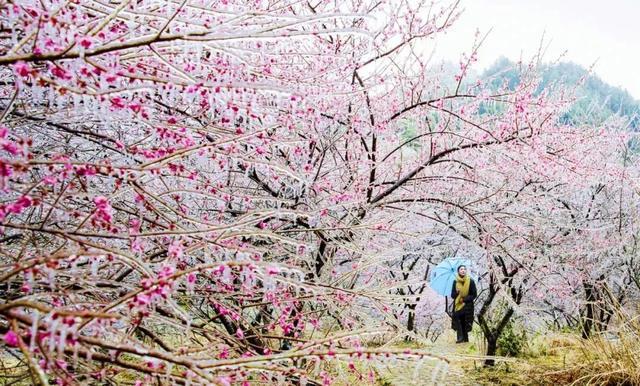 临海梅花最佳赏花期？台州临海单身男群-图1