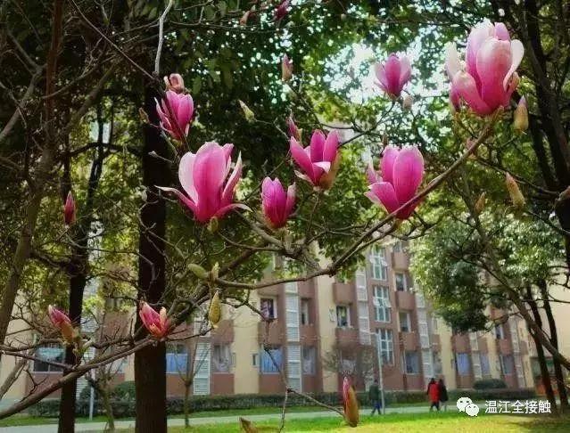 郫都区看花有哪些地方？郫县经济管理学校好不好？-图1