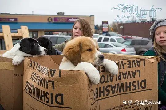 有关于狗狗或猫咪的感人电影吗?推荐一下？找莱西单身女人征婚信息港-图3