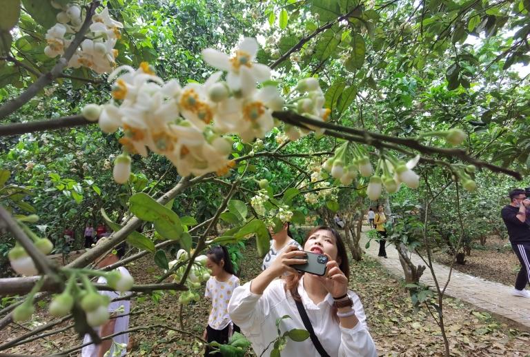 橘红果树一般种多久能结果？山心岭风景区游泳池门票多少？-图3