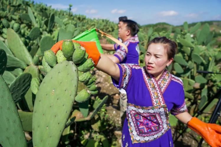 最爱的人总共多少集？云南文山女人单身-图2