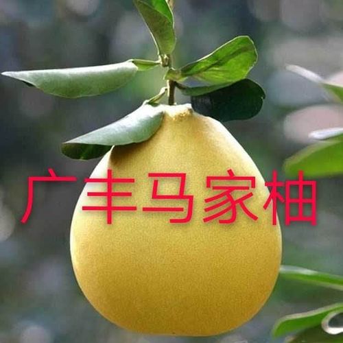 马家柚叶片特征？广丰单身-图3