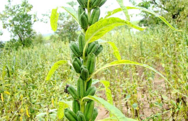 湖北哪里种植芝麻？湖北黄石单身人-图1