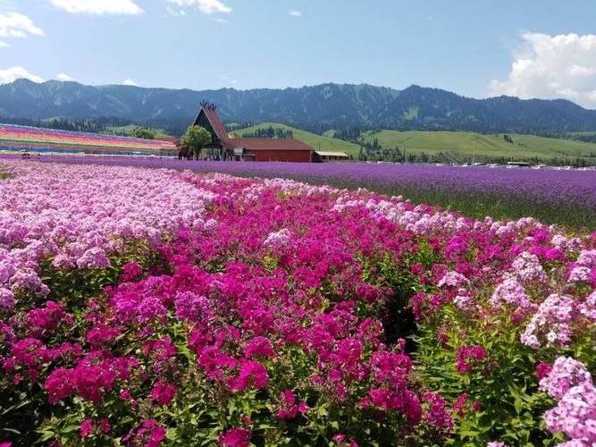 伊犁有哪些花适合在春天开？伊宁市世纪佳缘一期开盘时间？-图1