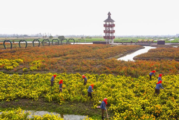 江苏泰州兴化地区能种植哪些果树？江苏兴化单身女人-图2