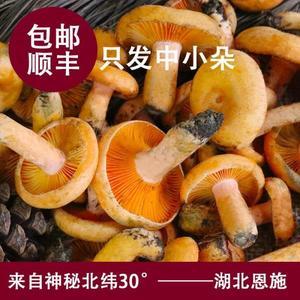 湖北哪个市光棍最多？湖北恩施几月份有枞树菌？-图3