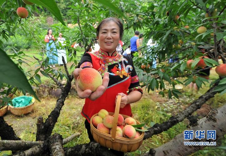 福安水蜜桃采摘的最佳时间？福安找单身美女-图2