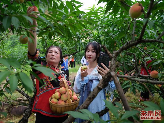 福安水蜜桃采摘的最佳时间？福安找单身美女-图1