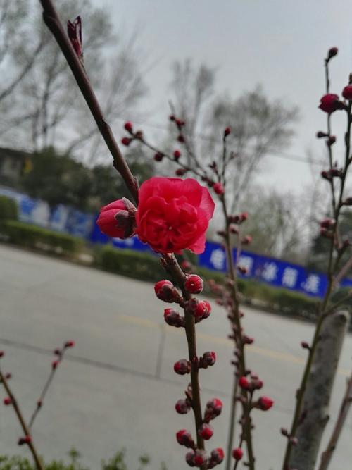 沁阳市花？沁阳单身-图2