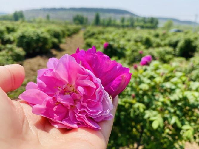 平阴玫瑰最佳赏花时间？平阴单身-图2