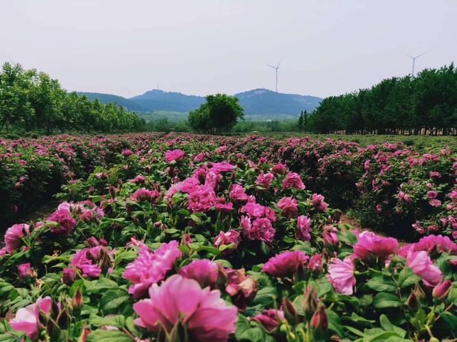 平阴玫瑰最佳赏花时间？平阴单身-图1