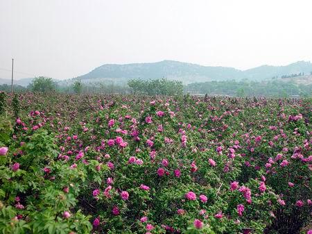 平阴玫瑰几月赏花最好？平阴县单身女性-图2