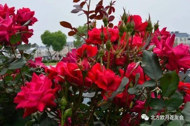 嘉善落户需要什么条件？月季花属于什么植物？-图1