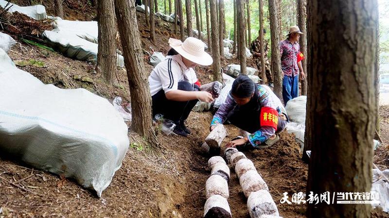 红托竹荪菌棒栽培技术？黔西哪里找到单身妇女-图1