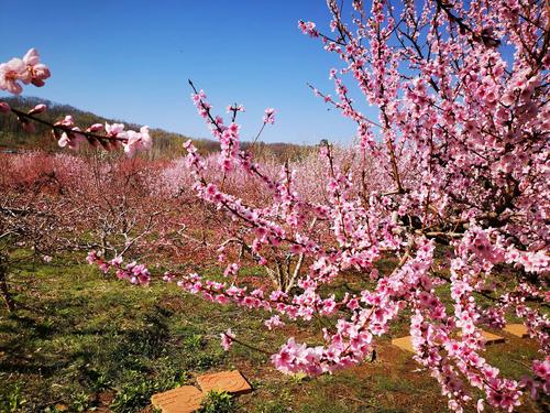 凤凰山桃花开放时间？丹东凤城单身-图3