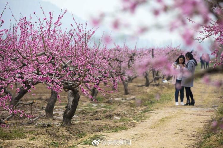 山西桃花什么时候开？平陆单身女-图2