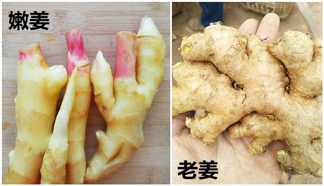 生姜角是生姜吗？生姜与防风区别？-图1