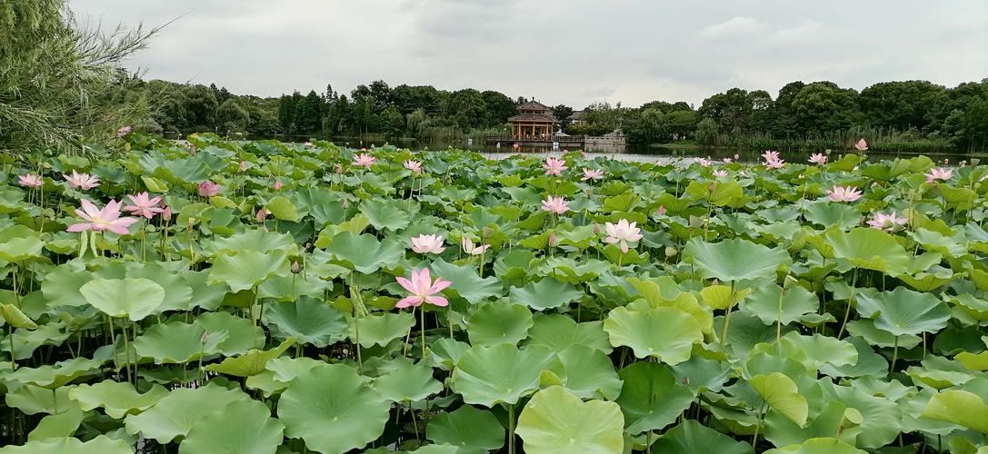 尚湖荷花最佳时间？常熟中老年单身-图2