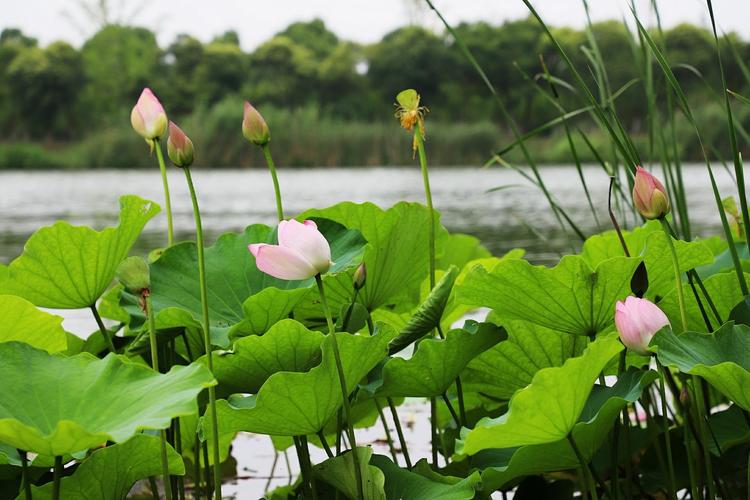 尚湖荷花最佳时间？常熟中老年单身-图3