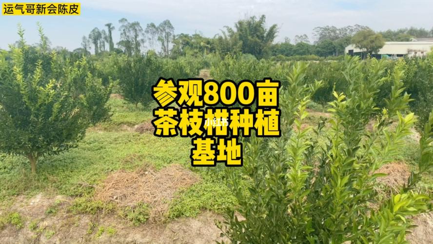 新会户口迁入条件？茶枝柑种植几年开花结果？-图2