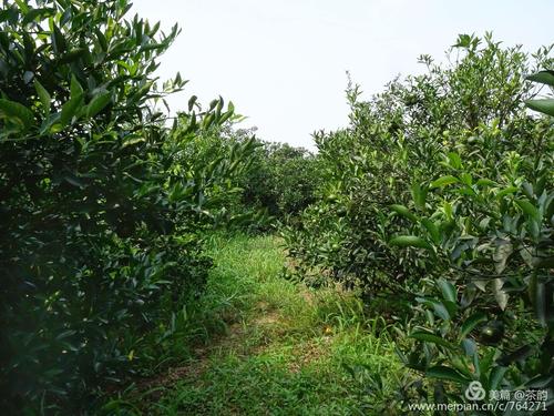 新会户口迁入条件？茶枝柑种植几年开花结果？-图3