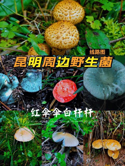 什么地方容易长野生菌？禄丰单身-图1