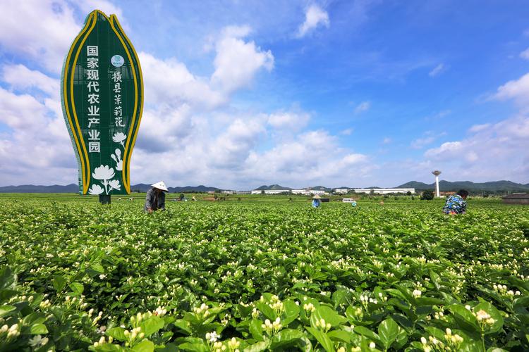 广西横县分户要什么条件？茉莉花种类及区别？-图2