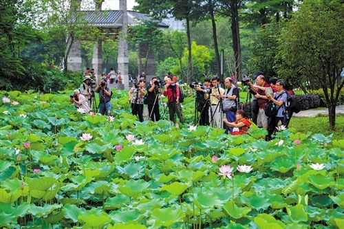 龙岩结婚证办理流程有哪些呢？古田荷花开了吗？-图2