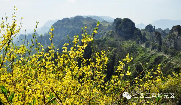 湖北宜昌的风土人情是什么？最大的迎春花有多大？-图2