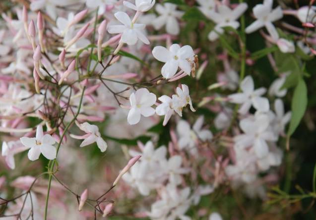 淡粉素馨花介绍？（婚礼淡粉）-图1